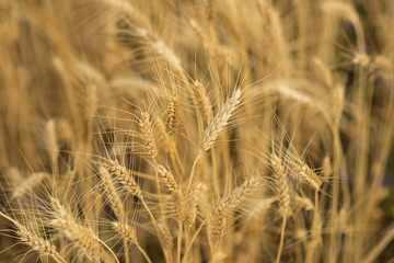 Wheat crop on the field