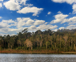 Lake forest with blue sky and clouds