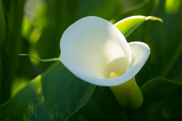 Zantedeschia Flowers in the Sunset