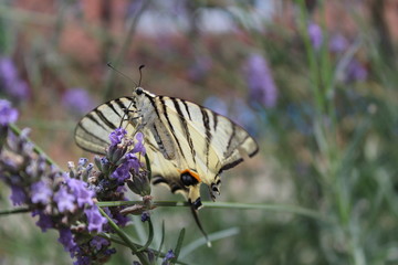 Butterfly Podaliriy on flowers of lavender