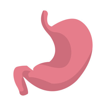 stomach human internal organ digestive system anatomy