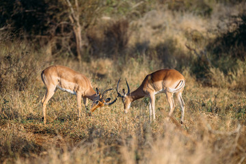 Impala fight