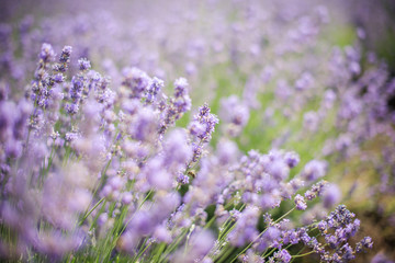 Lavender bushes closeup on sunset. Sunset gleam over purple flowers of lavender. Bushes on the center of picture 