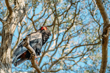 Bateleur