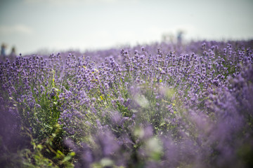 Obraz premium Lavender bushes closeup on sunset. Sunset gleam over purple flowers of lavender. Bushes on the center of picture 