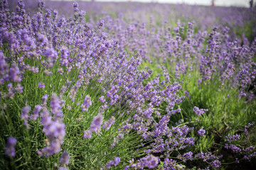 Naklejka premium Lavender bushes closeup on sunset. Sunset gleam over purple flowers of lavender. Bushes on the center of picture 