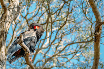 Bateleur