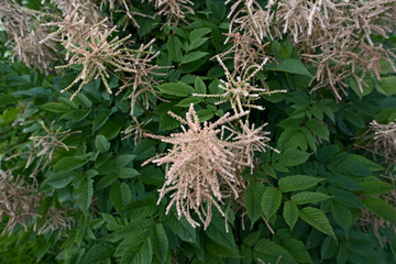Background of a plant Aruncus