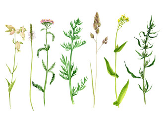 Set of watercolor drawing flowers and plants