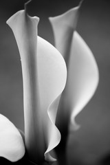 Black and White Zantedeschia