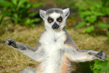 Katta - Lemur
