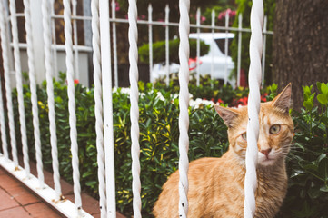 Red homeless kitten behind a forged fence, looks plaintively at the camera. Istanbul