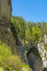Pine trees on mountain rocks in Transylvania, Romania