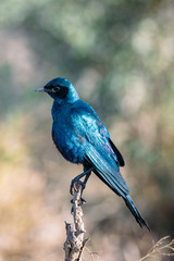 Starling