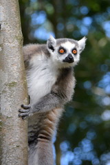 Katta - Lemur