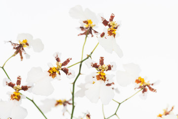 White Dancing Lady orchids