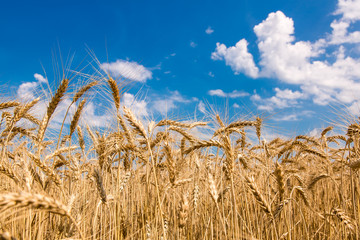 field of wheat against the sky.
