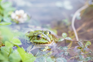 Green frog in pond.
