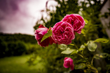 pink rose in a garden