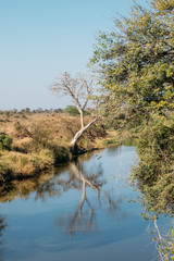 Tree reflection in the bushveld