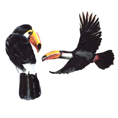 Sky bird toucan in a wildlife by watercolor style isolated. Wild freedom, bird with a flying wings. Aquarelle bird for background, texture, pattern, frame, border or tattoo. © yanushkov
