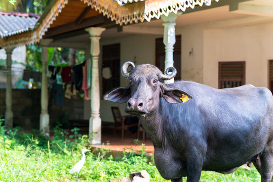 Domesticated Asian water buffalo outside Unawatuna, a small coastal town in the Southern Province of Sri Lanka. Mostly crossbreeds, or breeds of Murrah and Nili Ravi buffalo