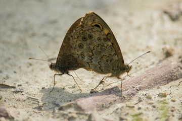Lasiommata maera, The Wall Butterflies Copulate