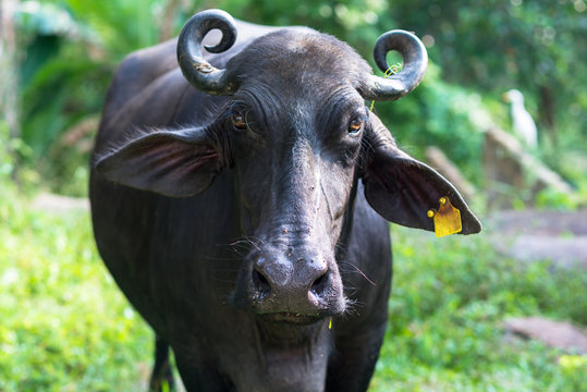 Domesticated Asian water buffalo outside Unawatuna, a small coastal town in the Southern Province of Sri Lanka. Mostly crossbreeds, or breeds of Murrah and Nili Ravi buffalo