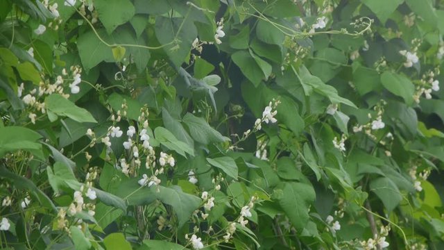 野菜畑　白花豆