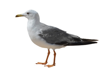 Fototapeta premium Great Black-backed Gull