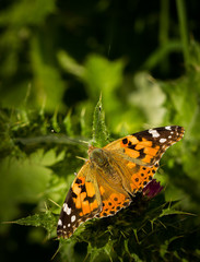 Papillon