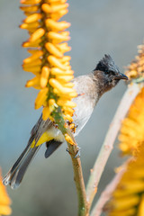 bulbul