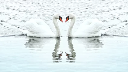 Crédence de cuisine en verre imprimé Cygne Two white swans