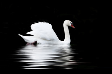 White swan on a black background