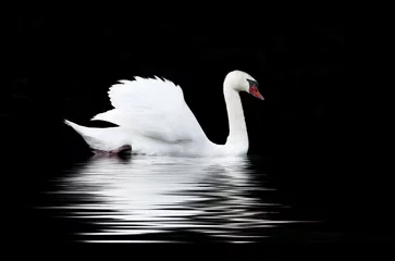 White swan on a black background