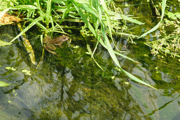 frog in swamp