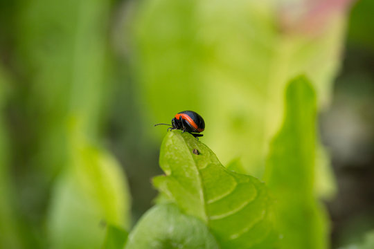 Chrysolina rossia on a Leaf