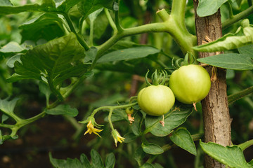 fresh organic green unripe tomato on plant - Solanum lycopersicum