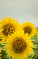Obraz premium Sunflower field