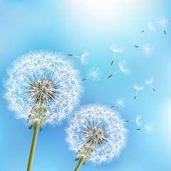 Obraz premium Niebieskie tło z dwoma kwiatami mniszka lekarskiego