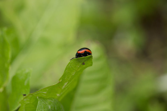 Chrysolina rossia on a Leaf