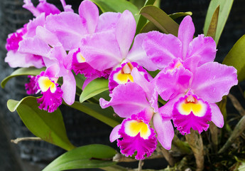 Elegant pink, yellow and white Cattleya orchids blossom in garden; close up (Catleya)