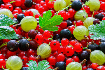 Berries. Red and black currants, gooseberries. Background. Macro