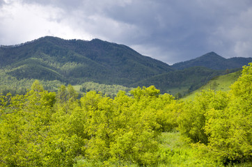 beautiful landscape of the nature Mountain Altai Russia
