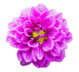 Close up of beautiful a magenta color  Garden Dahlia flower with raindrops isolated on white background
