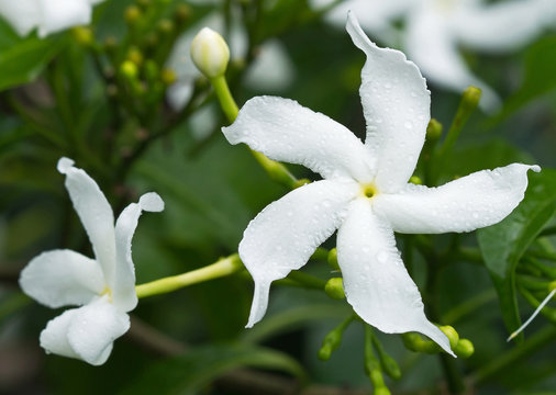 Sampaguita Flower Meaning 