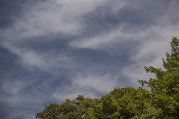 HImmel und Baumkrone
