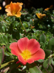 Photo by Adam Tiernan Thomas