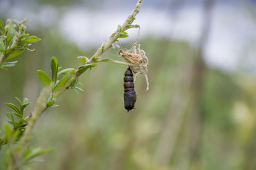The insect a doll of a butterfly on a branch
