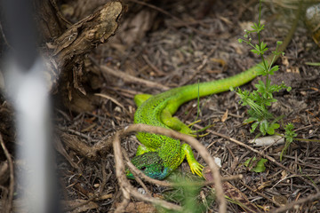 Lacerta Viridis